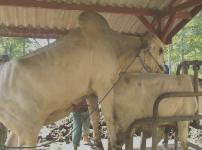 
 Larangan Menjual Sperma Binatang Pada Inseminasi Alami