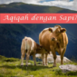 aqiqah_dengan_sapi
